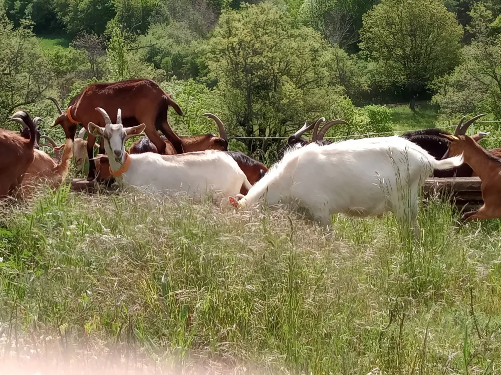 chevres-herbe-haute
