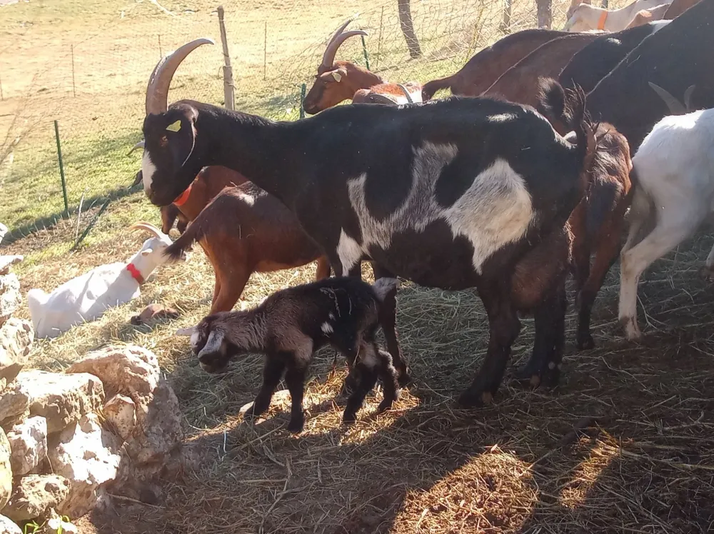 chevre-chevreau