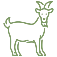 chevre