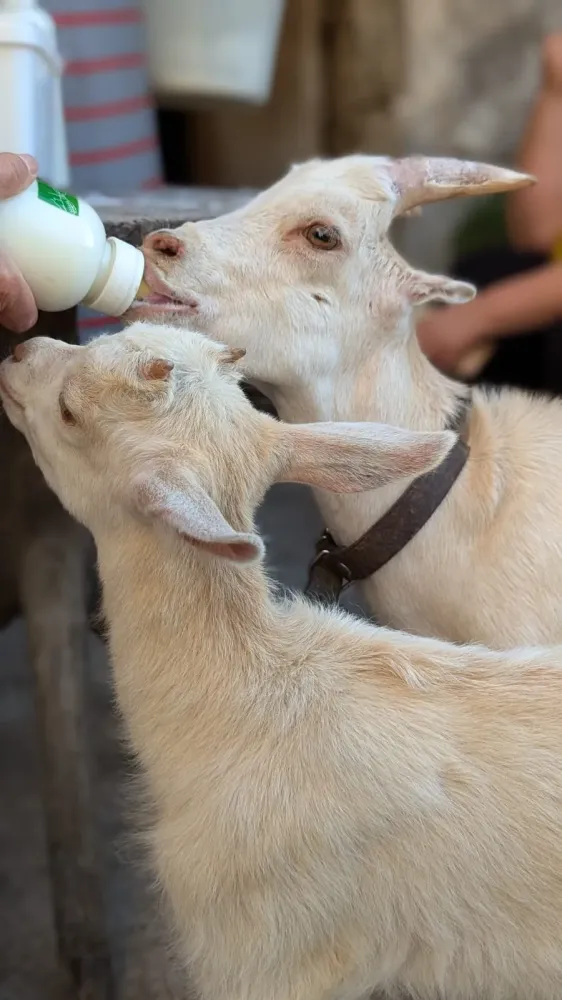 Vente de fromage de chèvre à Vers-sur-Méouge